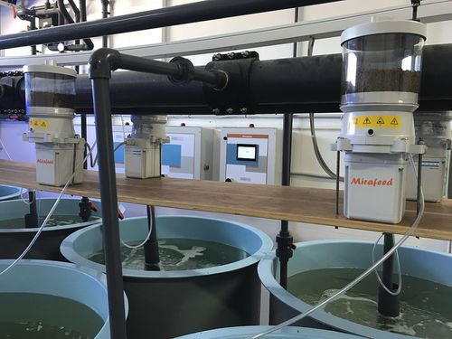 Система кормления с бункером - Mirafeed - acquaeco - с конвейером / для аквакультуры / для инкубатора