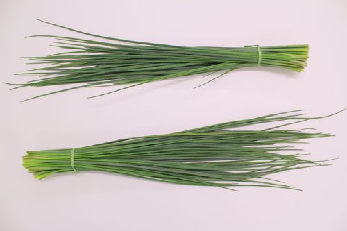 Семена шнитт-лука - Garlic - CN Seeds Ltd