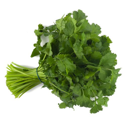 Позднее семена кориандра - CN CORI 6003 - CN Seeds Ltd - устойчивое к трубкованию