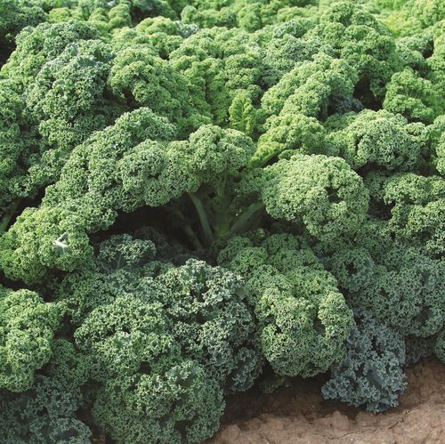 Летнее семена салата-латука - CN KAL 1029 F1 - CN Seeds Ltd - гибридное