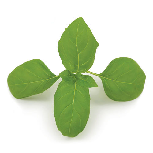Семена базилика устойчивое к оидиуму - Devotion DMR - CN Seeds Ltd
