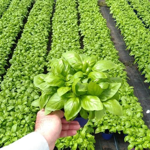 Семена базилика - DA VINCI PVP - CORA SEEDS srl