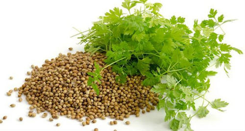 Годовое семена кориандра - Mino - CORA SEEDS srl - летнее