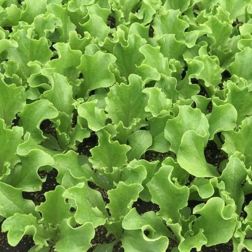 Годовое семена салата-латука - CRX 45009 - CORA SEEDS srl - устойчивое к оидиуму / устойчивое к милдью листьев
