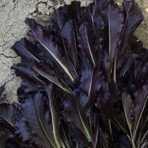 Годовое семена салата-латука - CRX 47708/B F1 - CORA SEEDS srl - устойчивое к мозайке / устойчивое к милдью листьев