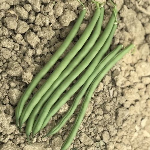 Раннее семена бобов - CRX 734 - CORA SEEDS srl - устойчивое к мозайке / годовое / зеленое