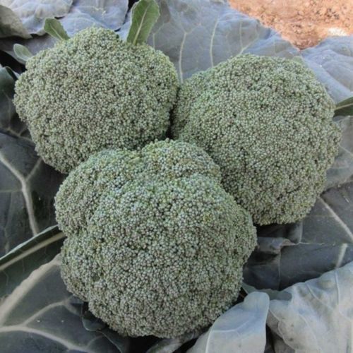 Полураннее семена брокколи - Maori F1 - CORA SEEDS srl - годовое / осеннее / гибридное