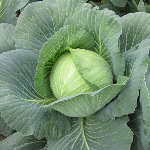 Годовое семена капусты - CRX 16133 F1 - CORA SEEDS srl - устойчивое к фузариозу