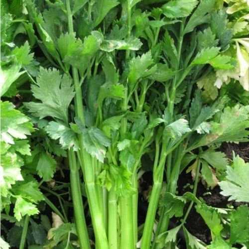 Полупоздний семена сельдерея - CRX 1170 - CORA SEEDS srl - годовой