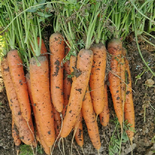 Полураннее семена моркови - CRX 13365 F1 - CORA SEEDS srl - годовое / устойчивое к оидиуму / устойчивое к милдью листьев
