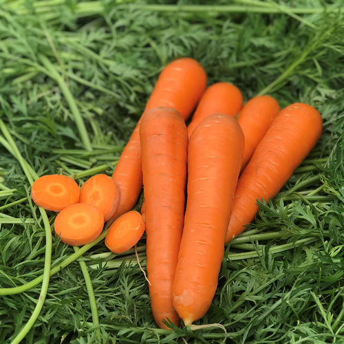 Полураннее семена моркови - Lanceros F1 - CORA SEEDS srl - устойчивое к оидиуму / устойчивое к бактерицидным пятнам