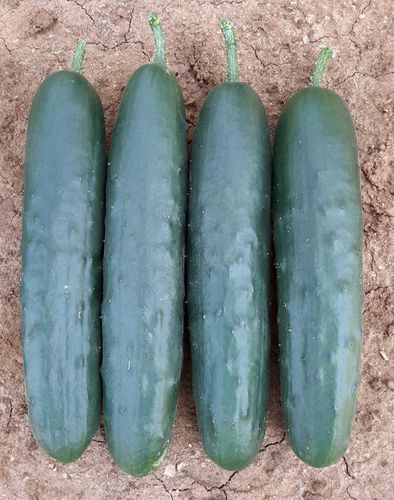 Семена огурцов средняя зрелость - Clever F1 - CORA SEEDS srl - годовое / весеннее / зеленое