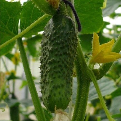 Полураннее семена огурцов - CRX 20014 F1 - CORA SEEDS srl - устойчивое к оидиуму / годовое