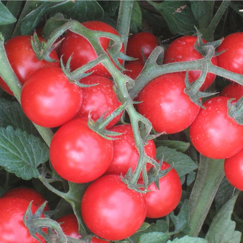 Красное семена томатов черри - Achiko F1 - CORA SEEDS srl - очень раннее / устойчивое к мозайке / устойчивое к оидиуму
