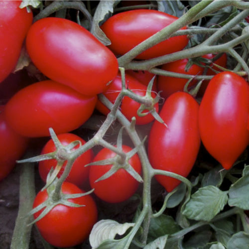 Красный семена томатов - Cavaliere Rosso F1 - CORA SEEDS srl - полупоздний / устойчивый к оидиуму / устойчивый к мозайке