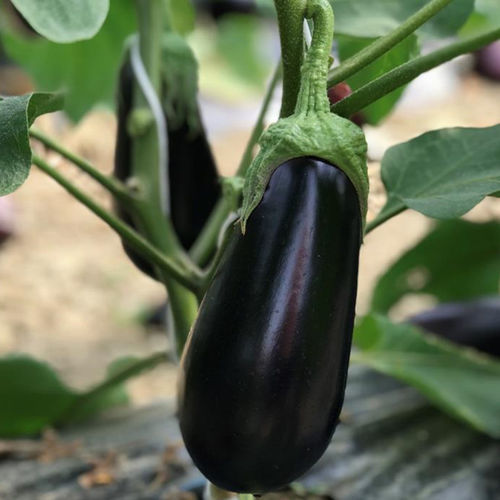 Раннее семена баклажана - Ciclope F1 - CORA SEEDS srl - годовое / для тепличных культур