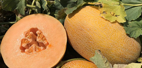 Очень ранний семена дыни - CRX 88104 F1 - CORA SEEDS srl - устойчивый к оидиуму / устойчивый к мозайке