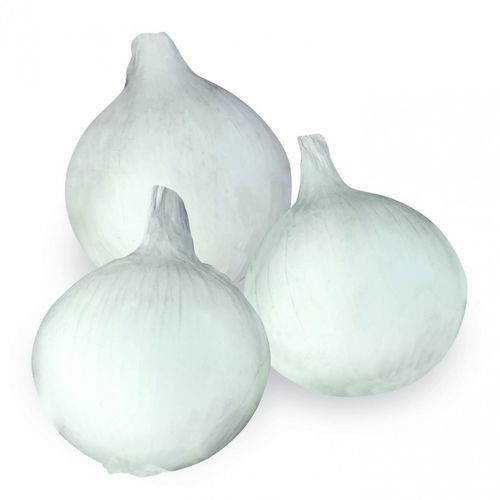 Ранний семена лука - Aida F1 - CORA SEEDS srl