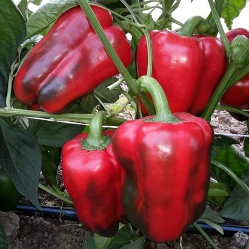 Полураннее семена сладкого перца - CRX 60047 F1 - CORA SEEDS srl - устойчивое к мозайке / устойчивое к оидиуму