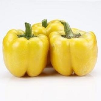 Полураннее семена сладкого перца - CRX 61136 F1 - CORA SEEDS srl - устойчивое к мозайке / устойчивое к оидиуму / летнее