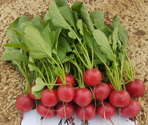 Семена редиса устойчивое к вирусу желтой карликовости - CRX 116 F1 - CORA SEEDS srl - устойчивое к милдью листьев
