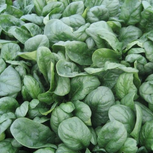 Полуранний семена шпината - Spanion F1 - CORA SEEDS srl - годовой / устойчивый к оидиуму / устойчивый к трубкованию