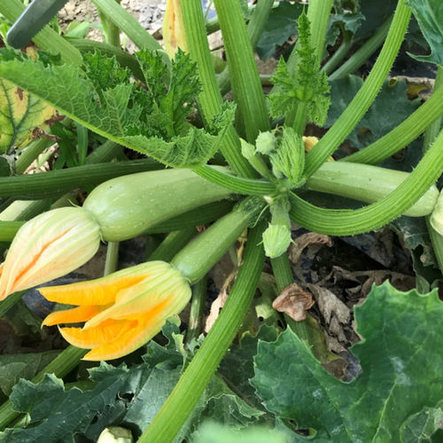 Раннее семена кабачков - CRX 90176 F1 - CORA SEEDS srl - устойчивое к мозайке / устойчивое к оидиуму / устойчивое к милдью листьев