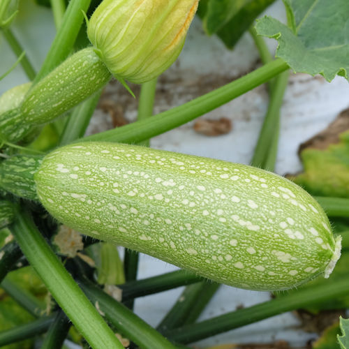 Раннее семена кабачков - Giotto F1 - CORA SEEDS srl - устойчивое к мозайке / устойчивое к оидиуму / устойчивое к милдью листьев