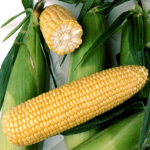 Ранний семена кукурузы - Ryan F1 - CORA SEEDS srl - зерна / устойчивый к ржавчине / устойчивый к оидиуму