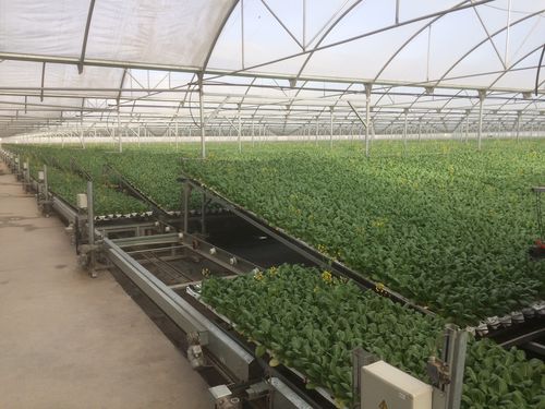Автоматизированная система беспочвенного выращивания - NEW GROWING SYSTEM S.L. - для листовых культур