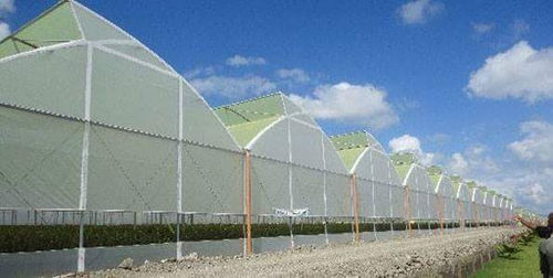 Туннельная теплица - SURYA AGROTECH THAILAND CO LTD - из пластика / с водосточным желобом / с боковой вентиляцией