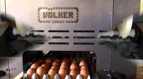 Упаковочная машина для яиц - kaiser poultry - автоматическая / с конвейером