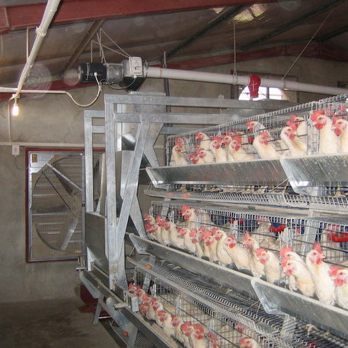 Система для разведения куриц-молодок - Reliance Poultry