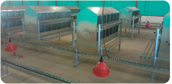Вольерная система содержания птиц производство бройлеров - Reliance Poultry - для кур-несушек / двухуровневая / для интерьера