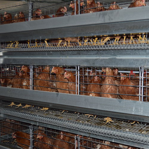Система для разведения куриц-молодок - Reliance Poultry