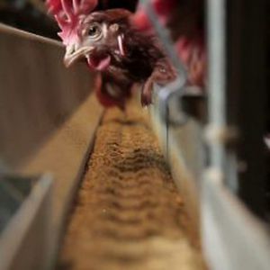Цепная автоматическая система распределения пищи - Feeding  - VALLI S.r.l - спиральная / для домашней птицы / с бункером