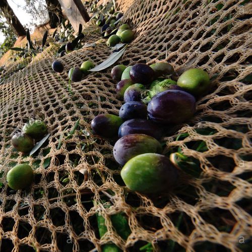 Сетка для сбора оливок - Golden Netting Co.,Ltd - из ПЭНД / для культуры