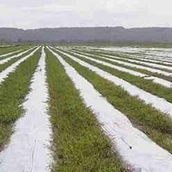 Пленка для уничтожения сорняков - NATURAL - Solplast S.A. - для защиты от УФ / из перерабатываемых материалов / макроперфорированная