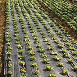 Пленка для уничтожения сорняков - BLACK - Solplast S.A. - из перерабатываемых материалов / макроперфорированная