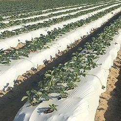 Пленка для уничтожения сорняков - Solplast S.A. - для защиты от УФ / из перерабатываемых материалов / макроперфорированная