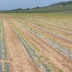 Биоразлагаемая пленка - BIOSOL - Solplast S.A. - для уничтожения сорняков / из пластика / макроперфорированная