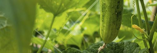 Пленка для упаковки продуктов питания - Solplast S.A. - из перерабатываемых материалов