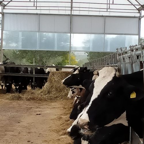 Хлев для крупного рогатого скота - Co. Ser. - costruzioni serre - птицеводство / для свинины / для лошадей