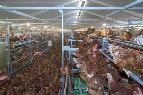 Вольерная система содержания птиц для кур-несушек - ZUCAMI POULTRY EQUIPMENT S.L.U - многоступенчатая