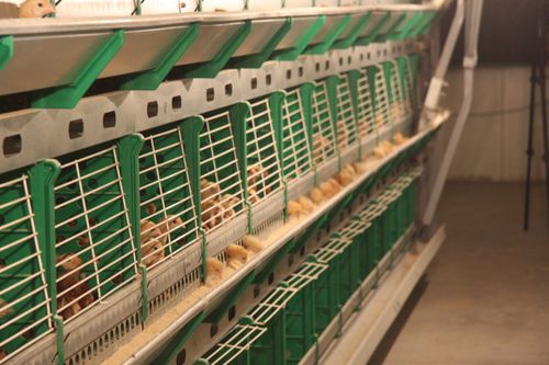Система для разведения куриц-молодок - CR series - ZUCAMI POULTRY EQUIPMENT S.L.U
