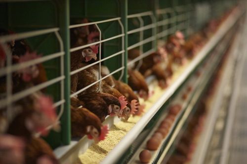 Система для разведения куриц-молодок - D - ZUCAMI POULTRY EQUIPMENT S.L.U