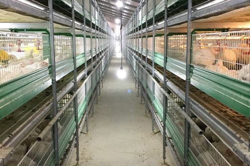 Система разведения бройлеров в клетках - B 1610 - ZUCAMI POULTRY EQUIPMENT S.L.U