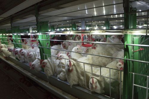 Система разведения бройлеров в клетках - R - ZUCAMI POULTRY EQUIPMENT S.L.U