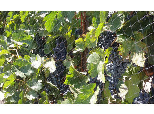 Сетка для защиты от птиц - Vineyard Bird Netting - HF BETTER TECHNOLOGY CO - из ПЭНД