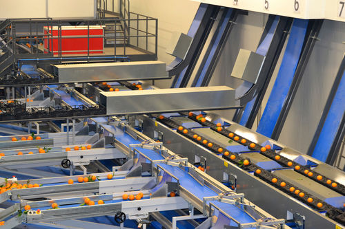 Сортировщик для цитрусовых - Quadra Machinery - оптический
